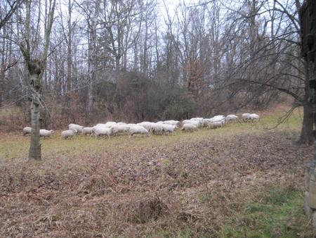 2ARoznov2011 (8)